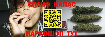 стаф Можга